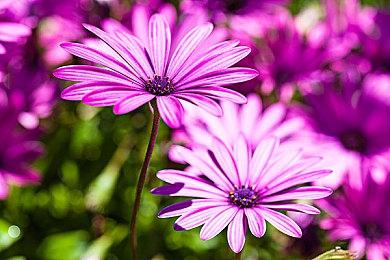 危机初现？《失落的方舟》日服将于下月停运